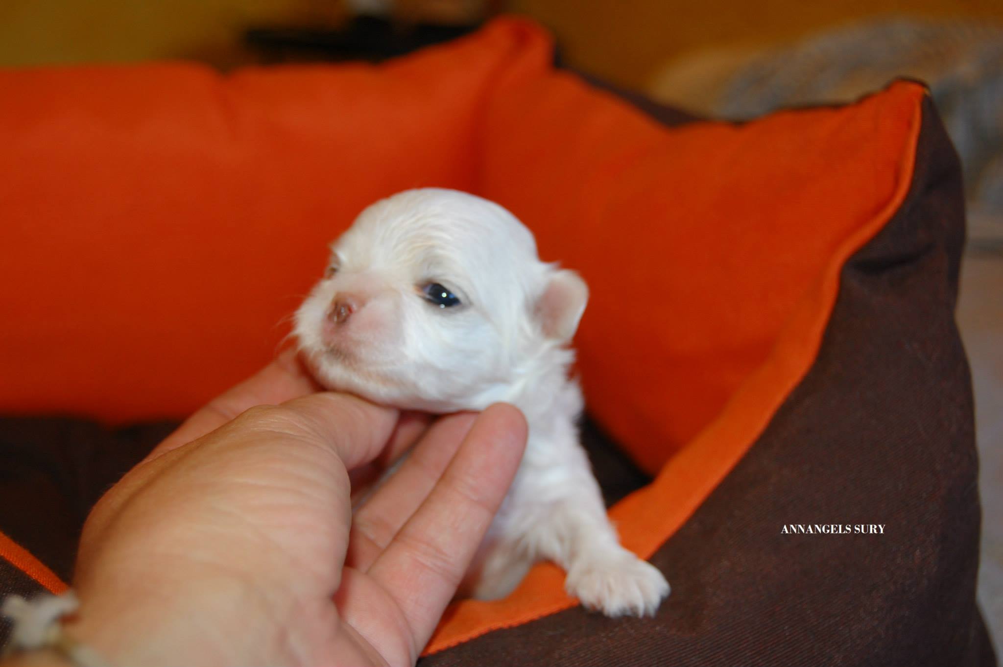 10452960_846834738679346_3649371793648381529_o