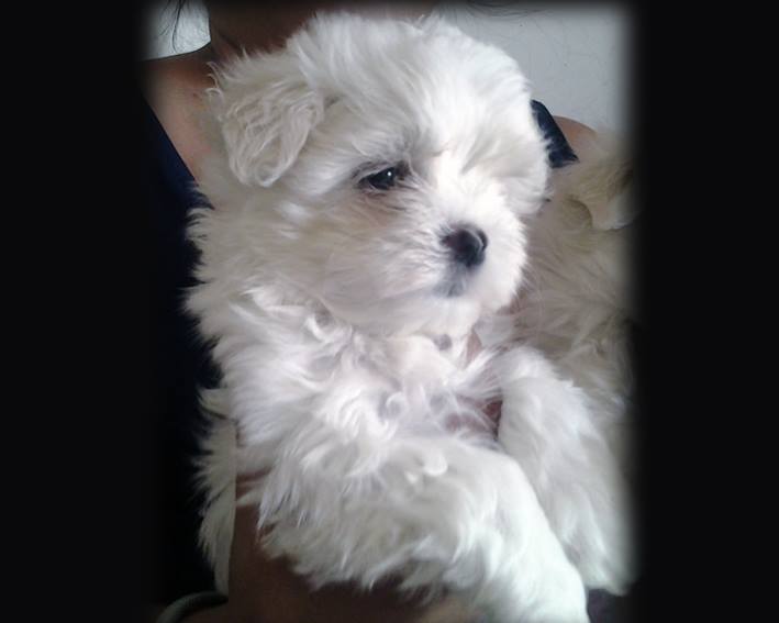 11412301_1070326742996810_5932621372735253419_n