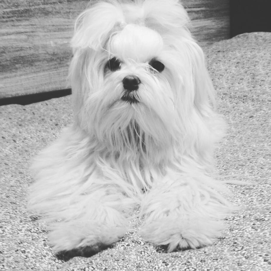 12645027_1187250491304434_2762249251849829469_n[1]