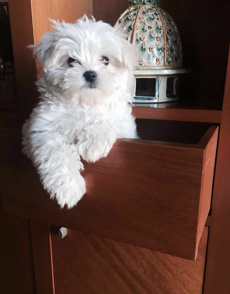 1919346_1195446303818186_3585943887490987125_n[1]